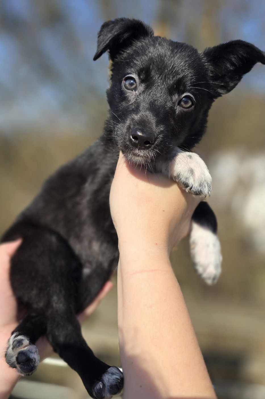 du Jardin de Théodonis - Chiots disponibles - Border Collie