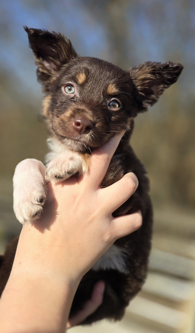 du Jardin de Théodonis - Chiots disponibles - Border Collie