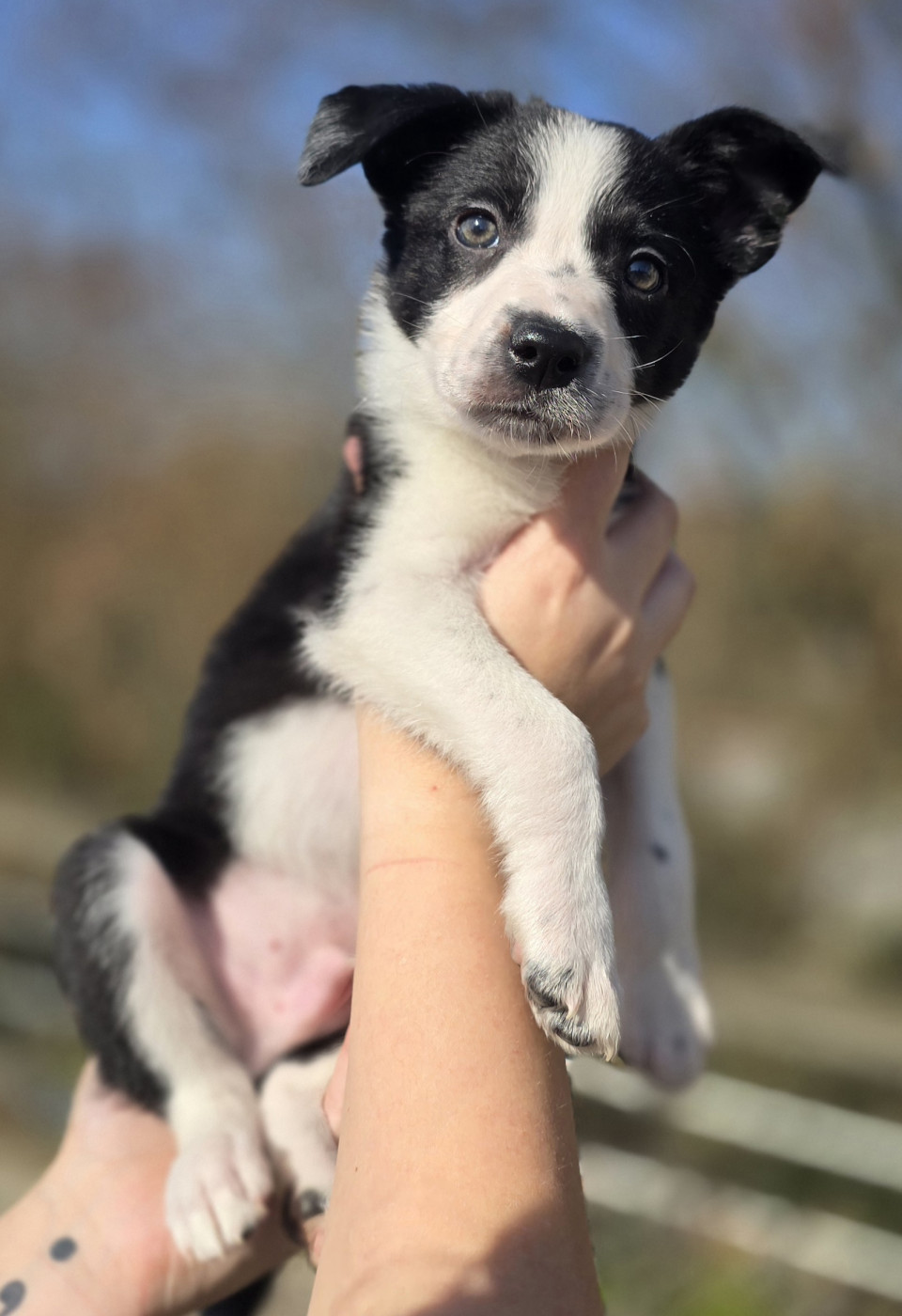 du Jardin de Théodonis - Chiots disponibles - Border Collie