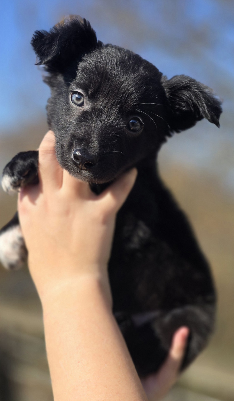 du Jardin de Théodonis - Chiots disponibles - Border Collie