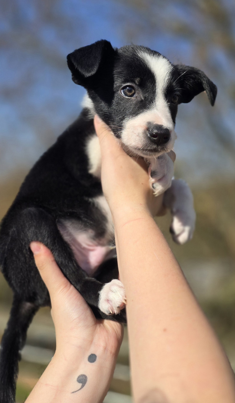 du Jardin de Théodonis - Chiots disponibles - Border Collie