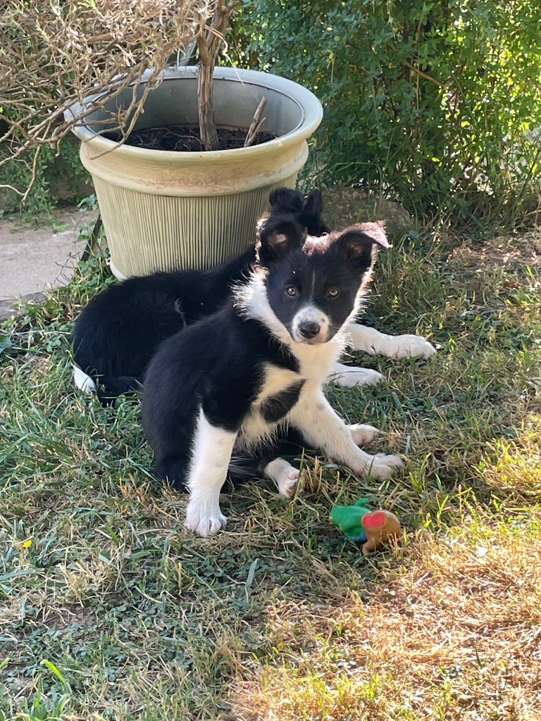 du Jardin de Théodonis - Chiots disponibles - Border Collie